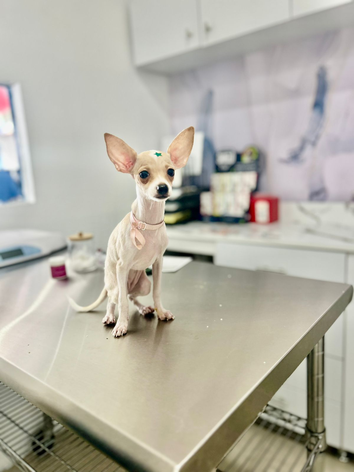 Cliente peludo 8